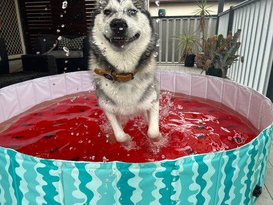 Charlie’s Portable Pet Pool – Watermelon