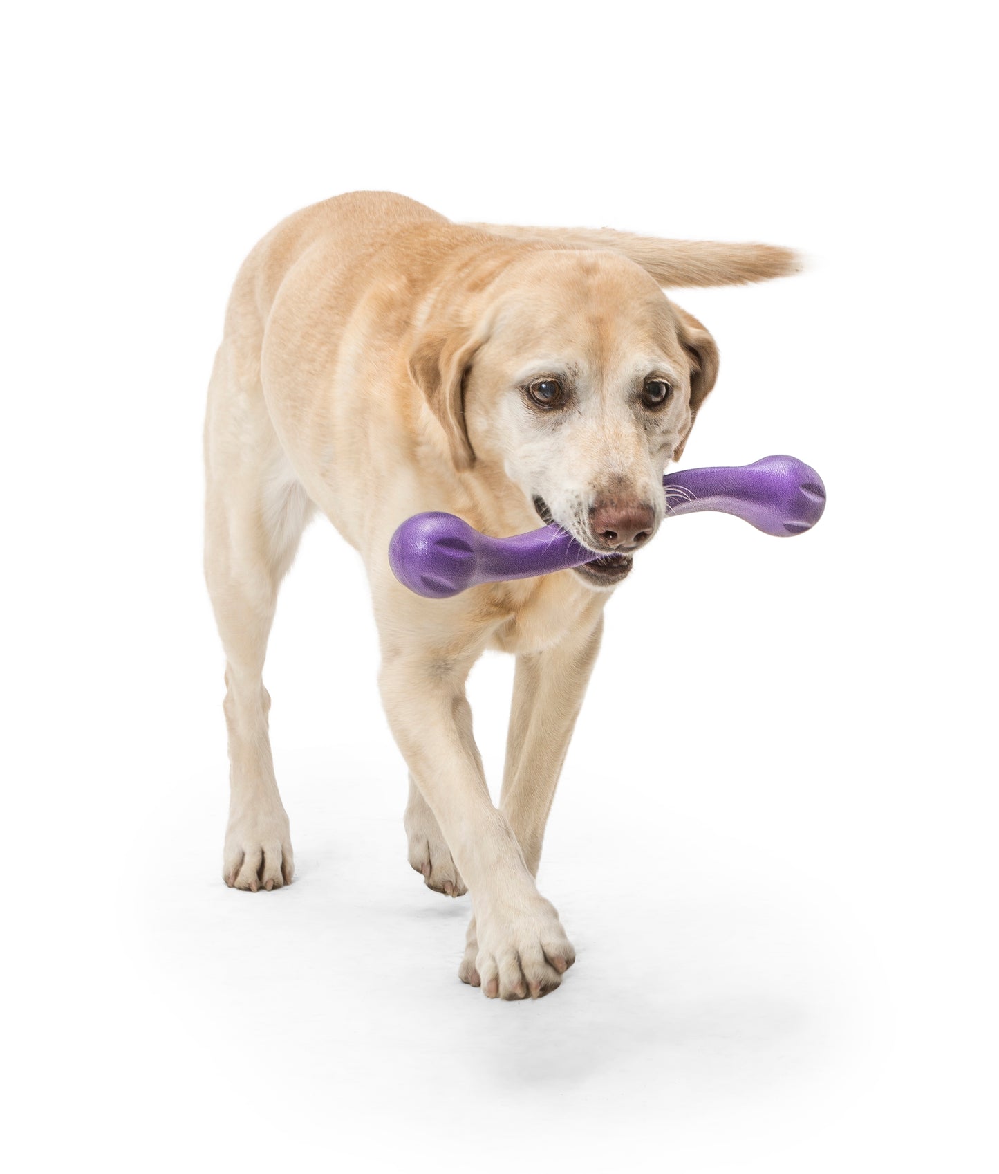 West Paw Zwig Tug & Fetch Stick Dog Toy - Purple Eggplant
